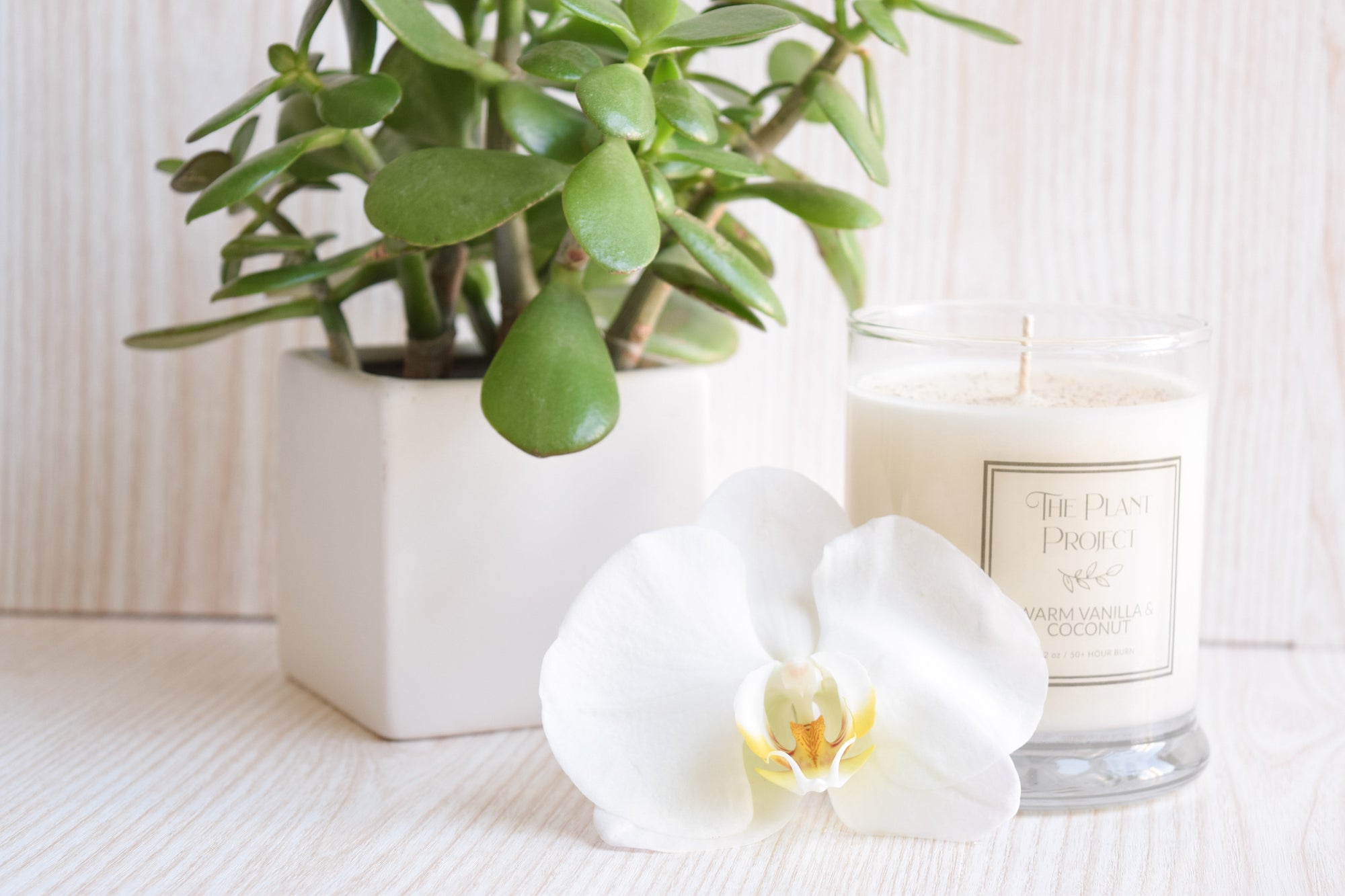 Picture of candle next to a potted jade plant and orchid blossom